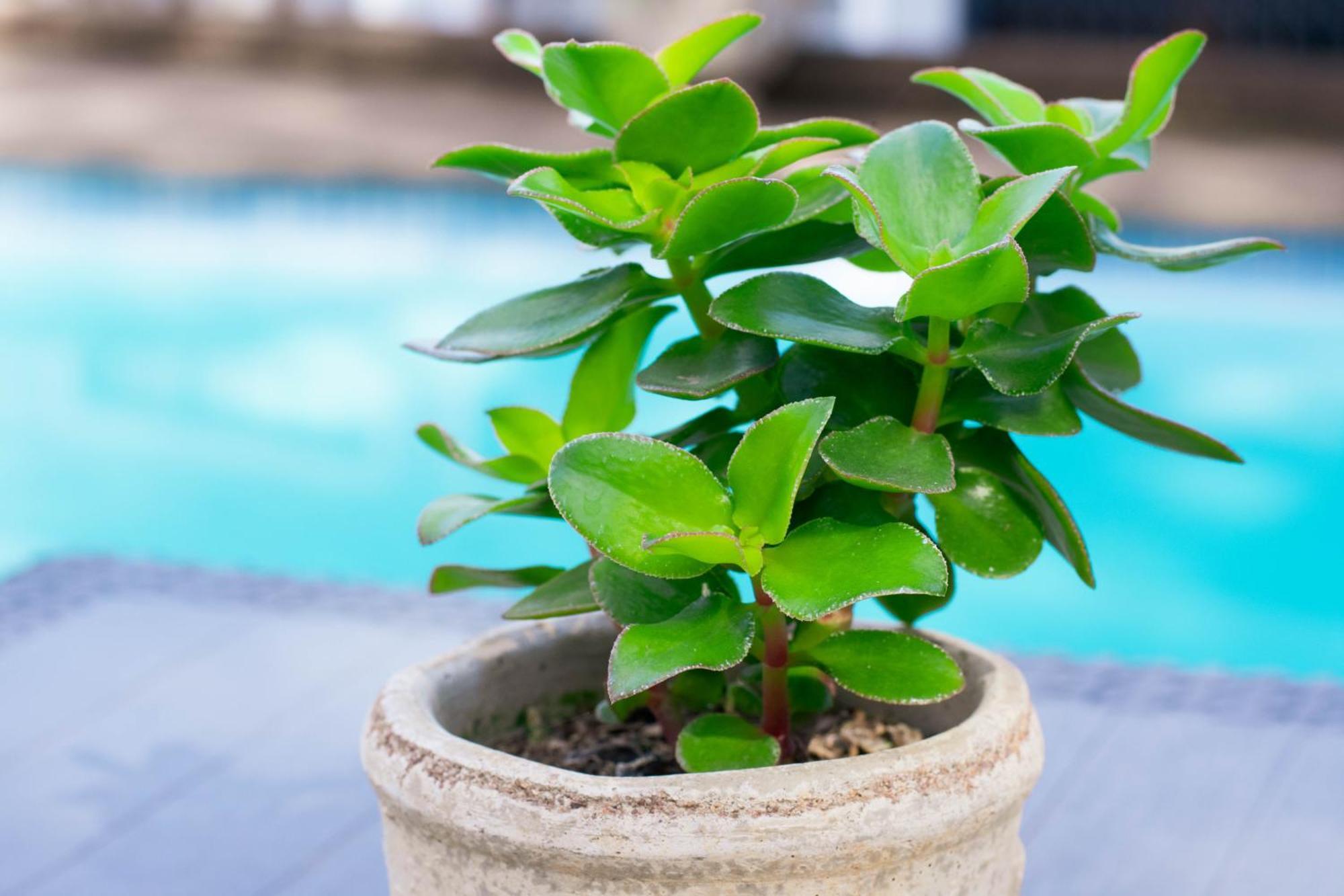 African Sands B&B Amanzimtoti Eksteriør bilde